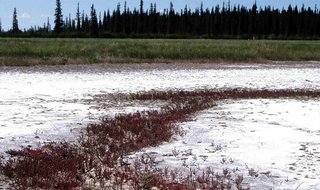Wood Buffalo National Park