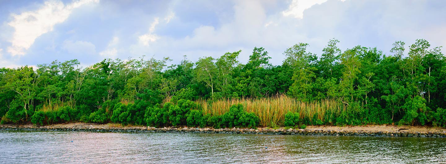 Palmetto Island State Park Guide Outdoorsy