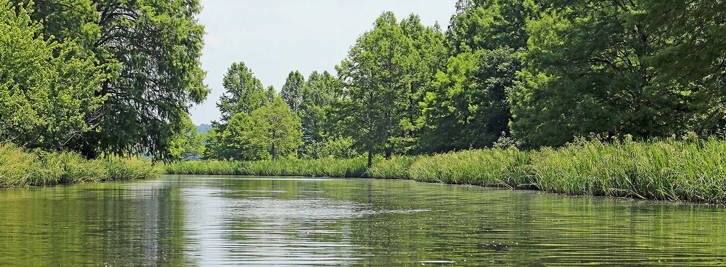 Reelfoot Lake State Park Guide Outdoorsy