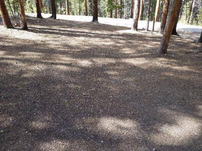 Silver Dollar Campground, site 17 clearing