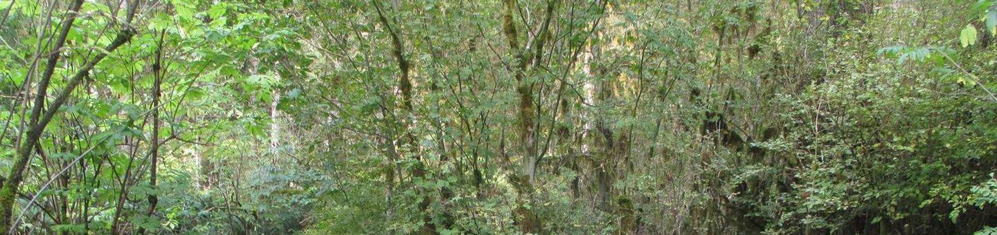 Site 13