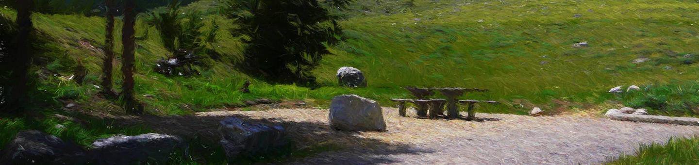 Limber Pine
