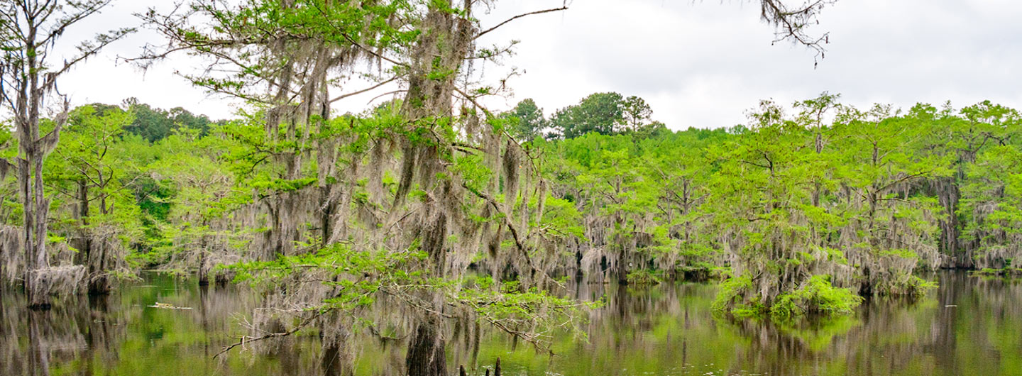 Caddo Lake State Park