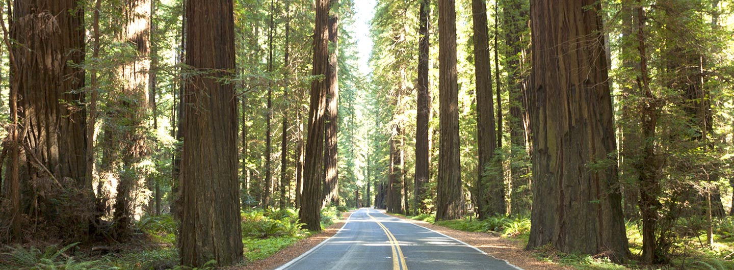 Humboldt Redwoods State Park
