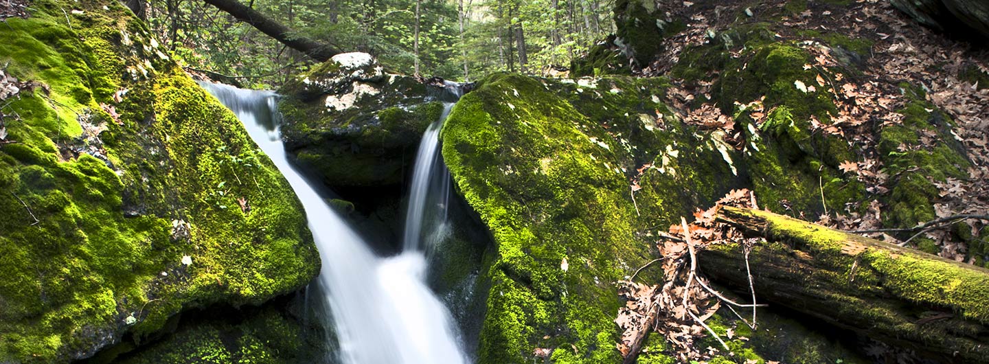 Pittsfield State Forest