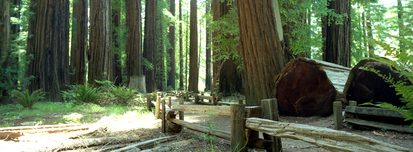 Richardson Grove State Park